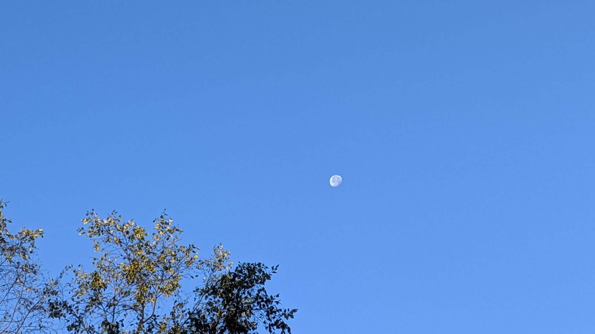Morning Moon